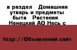  в раздел : Домашняя утварь и предметы быта » Растения . Ненецкий АО,Несь с.